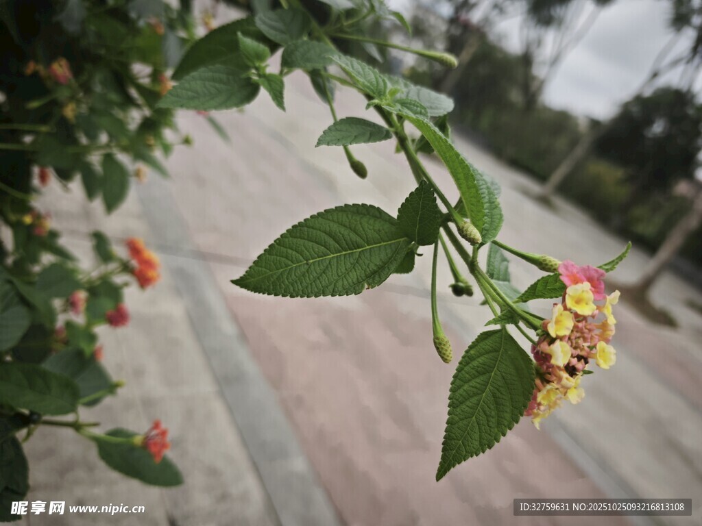 枝头绽放的多彩花朵