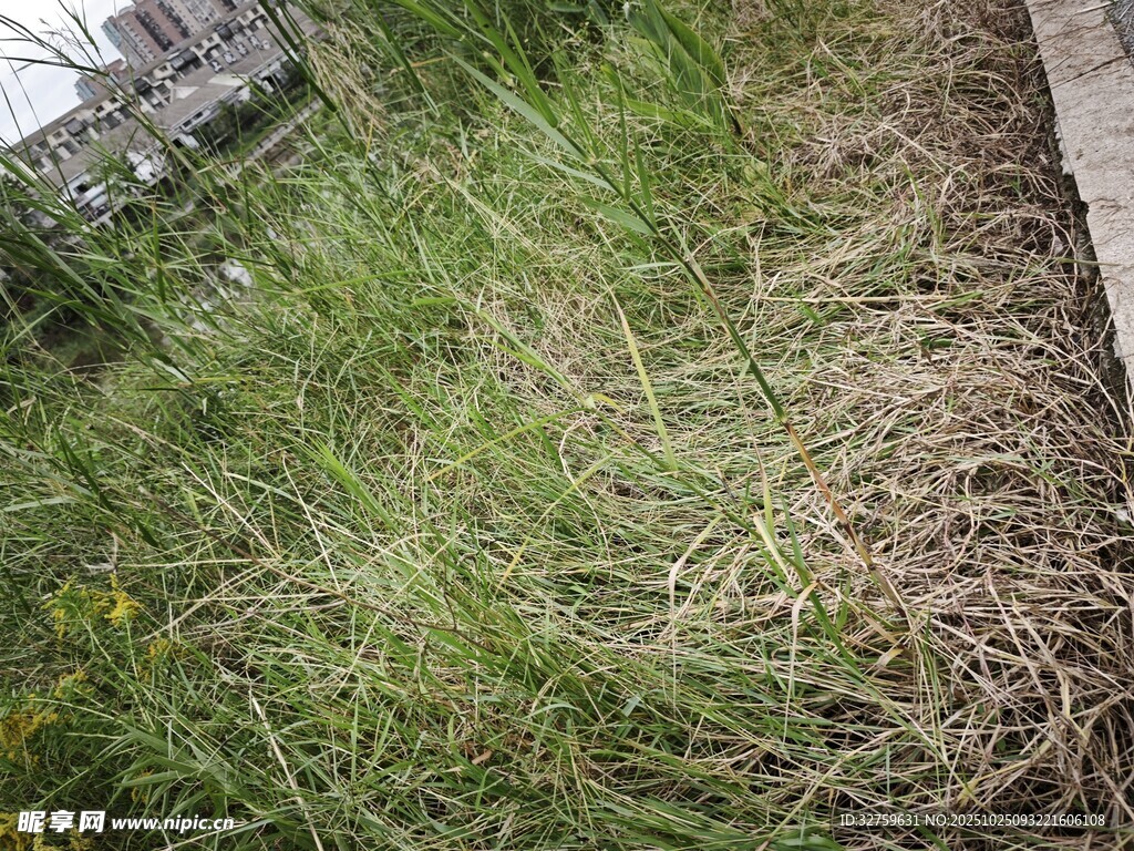 路边茂盛的绿色草丛