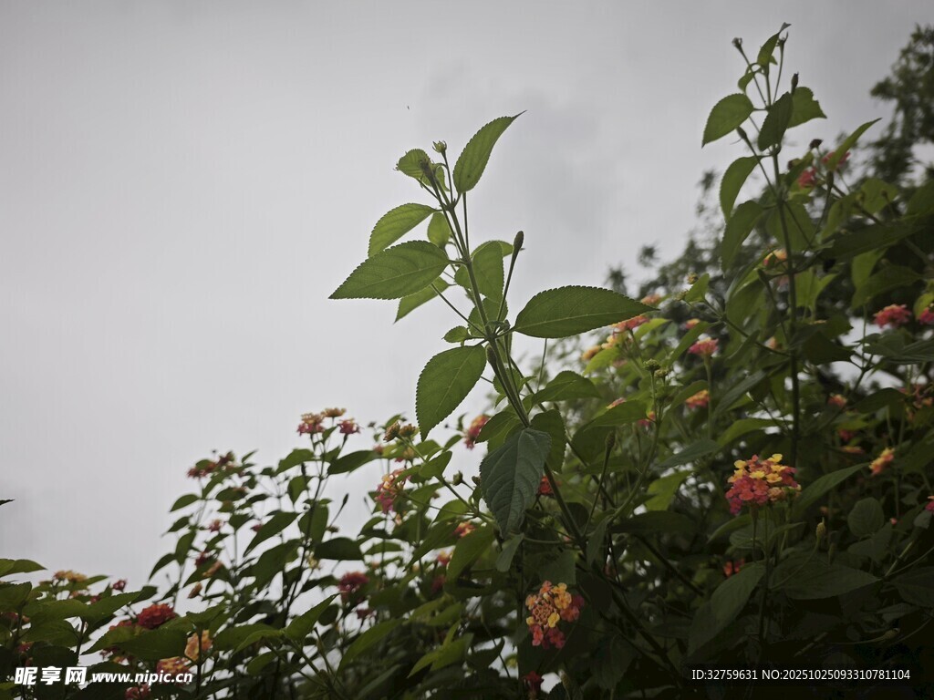 绿叶繁花映衬灰白天空