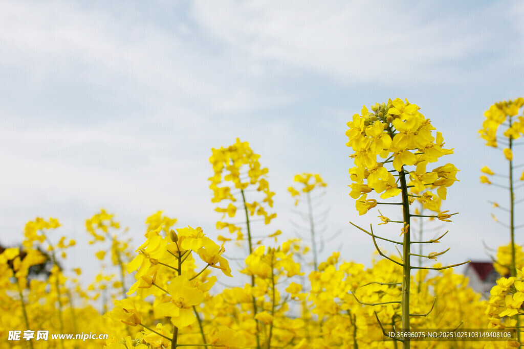 油菜花
