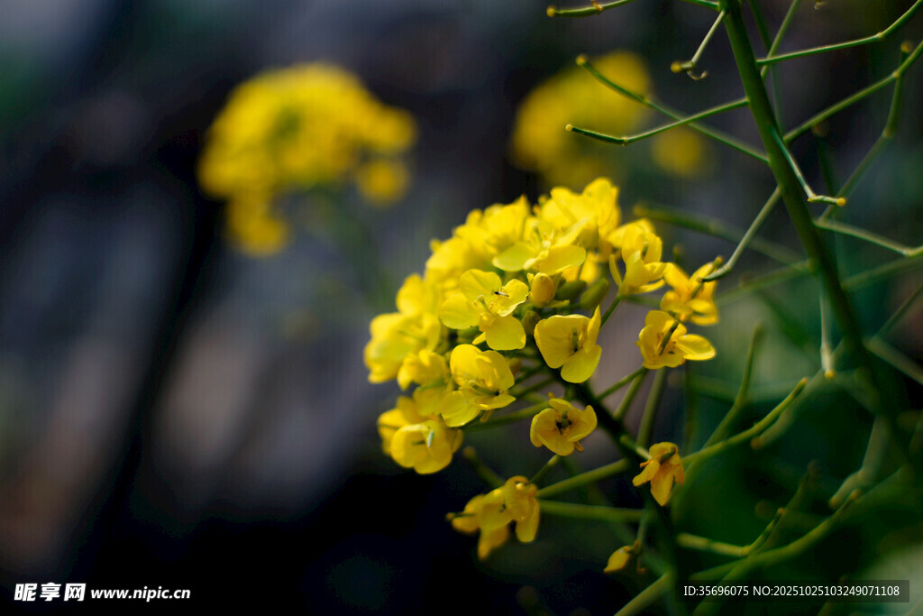 油菜花