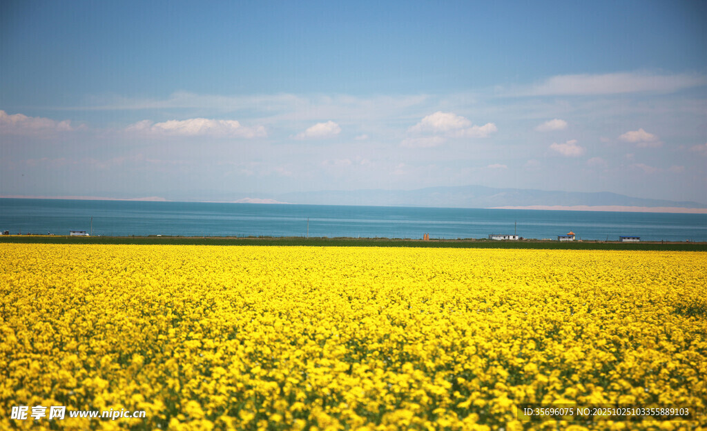 油菜花