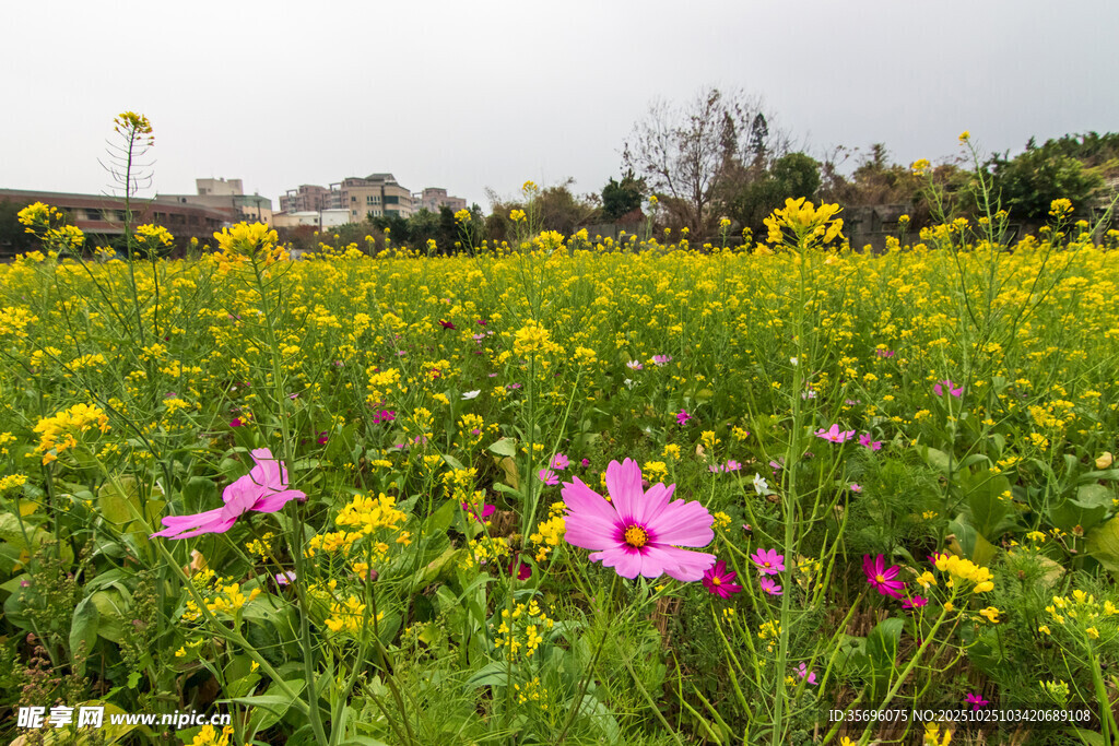 油菜花