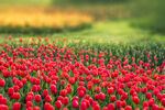 绚烂红郁金香花海
