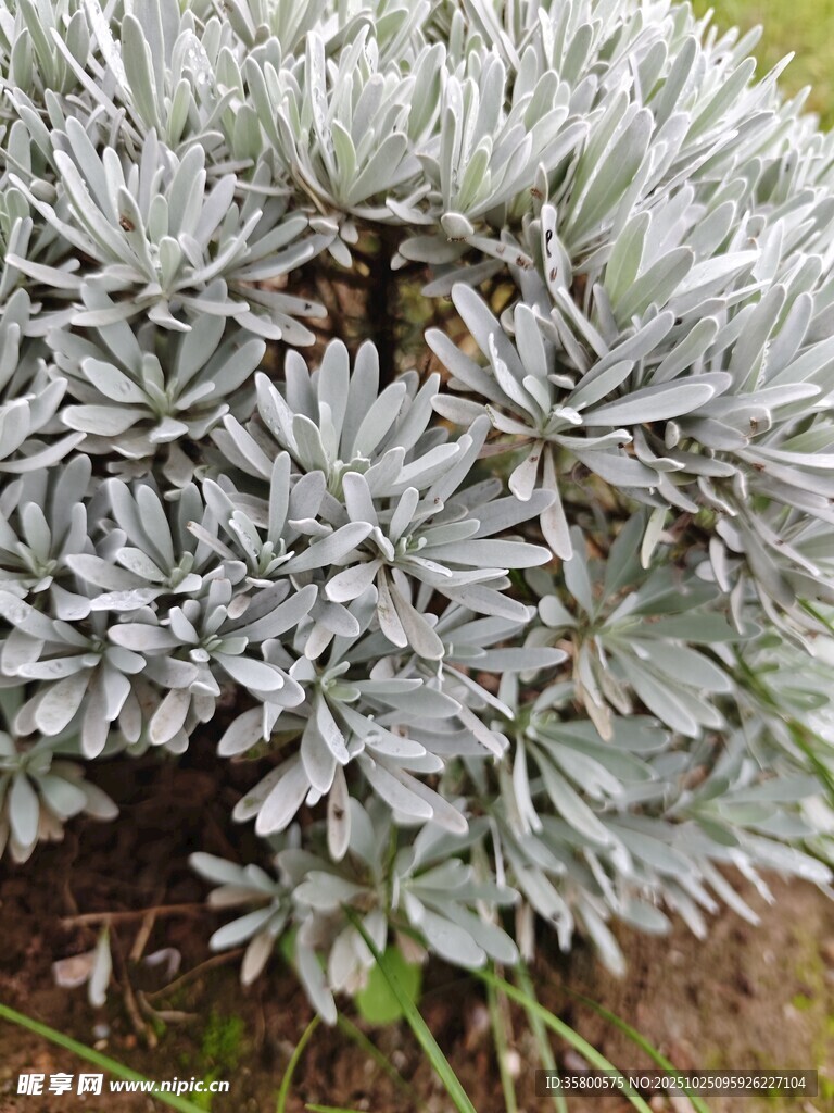 银灰色叶片的植物特写