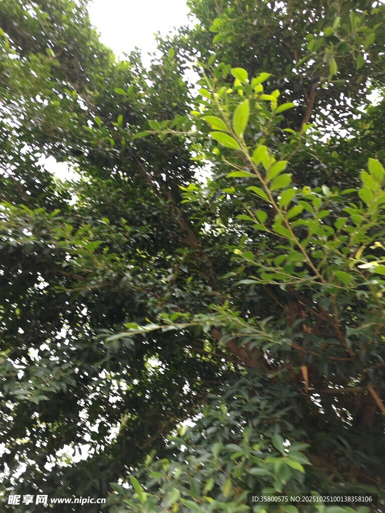 繁茂绿植展现自然生机