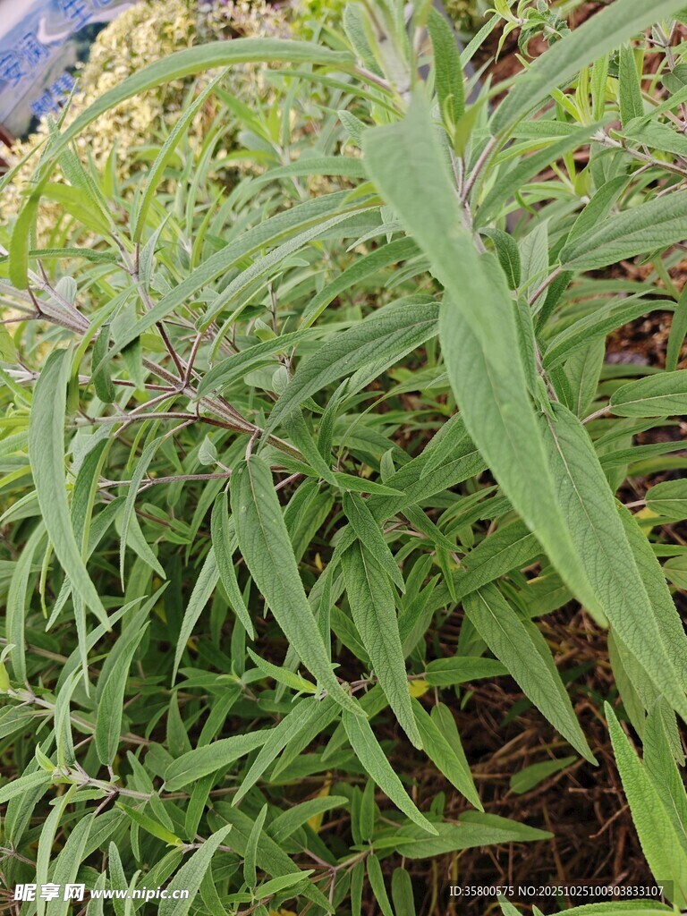 绿叶繁茂的植物
