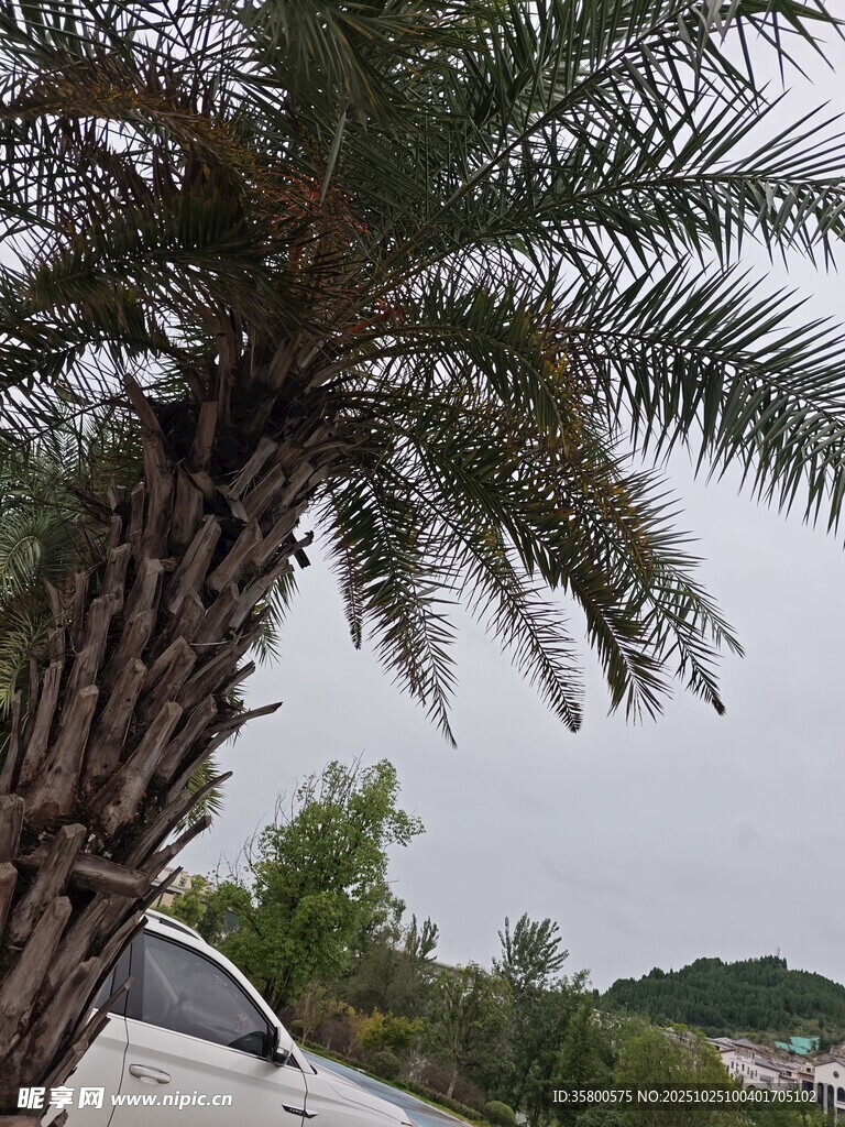 路边的高大棕榈树