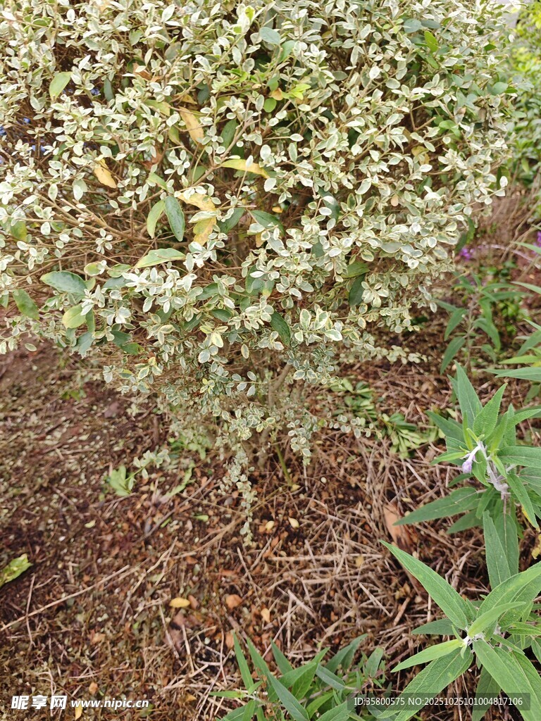 矮小绿植生长于泥土中