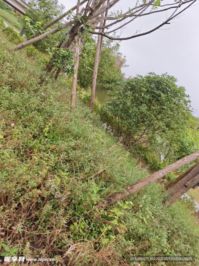 山坡上的树木与繁茂植被