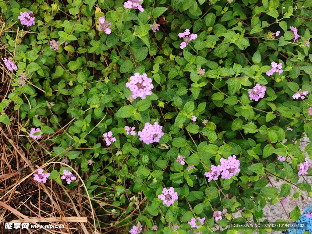 绿叶丛中绽放的紫色小花