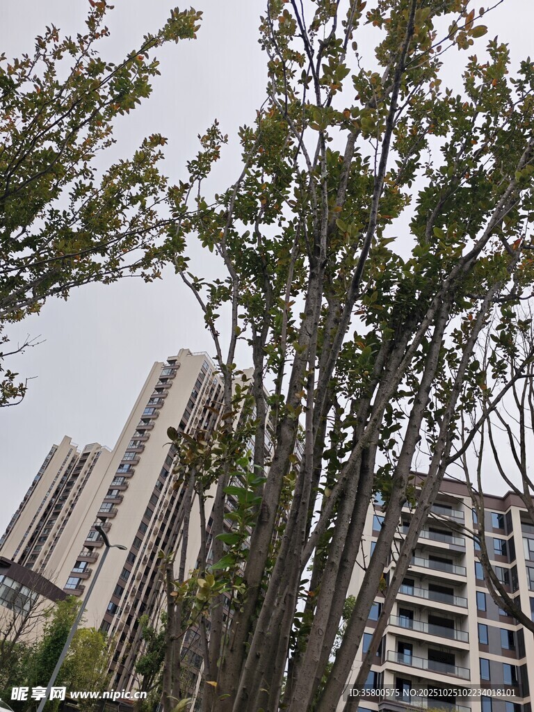 高楼间的繁茂绿树