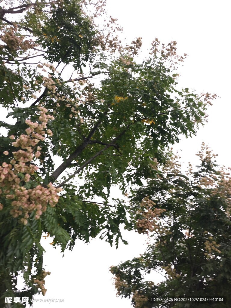 枝头繁花绿叶的树木景观