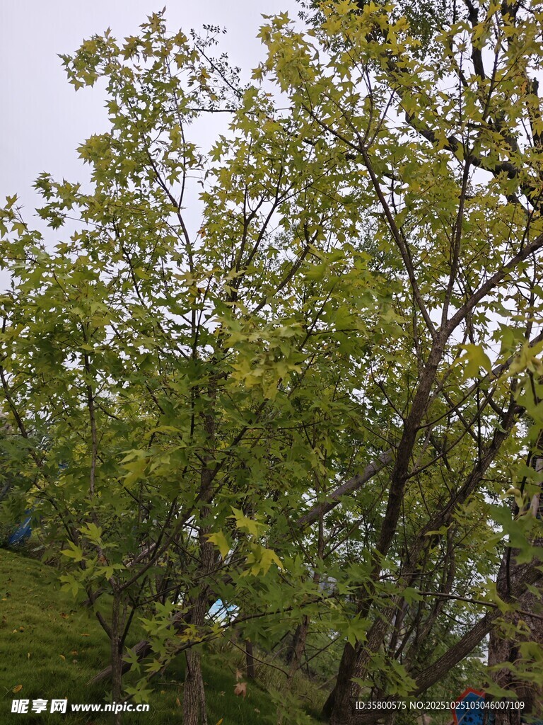 春日葱郁树木景致