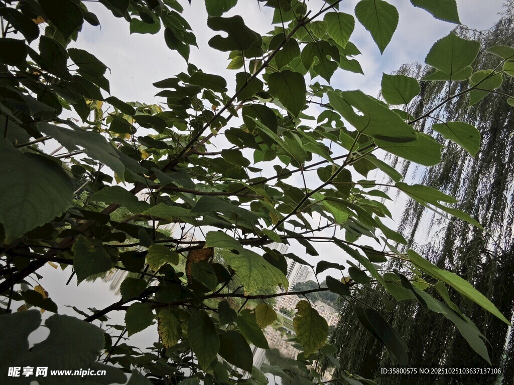 绿叶繁茂的植物景象