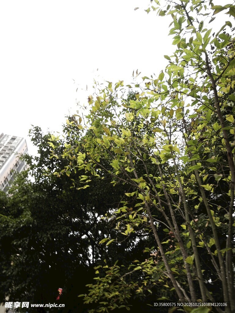 阳光下的葱郁树林