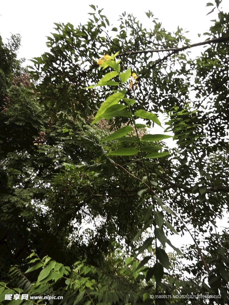 绿叶繁茂的林间景象