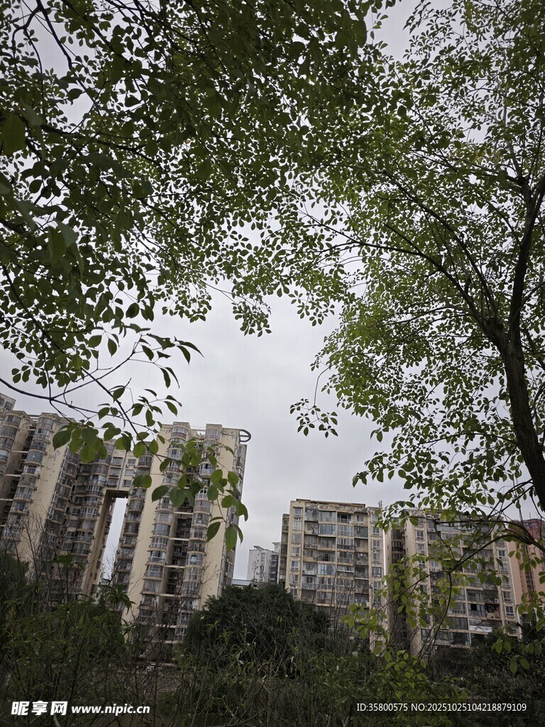 城市中繁茂绿树与高楼