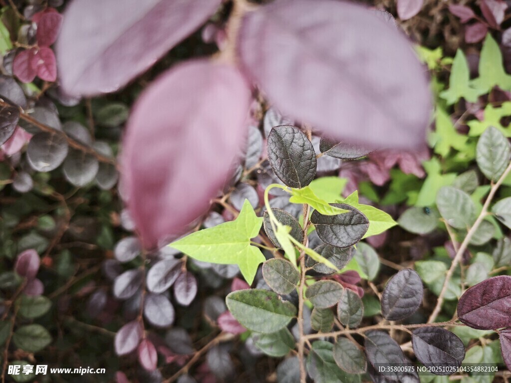 紫叶植物特写