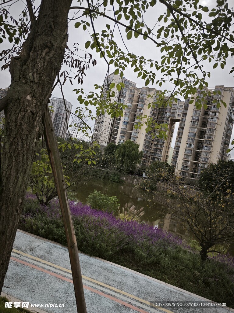 小区内的绿植与楼房景观