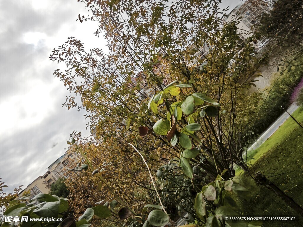 户外繁茂植物景观