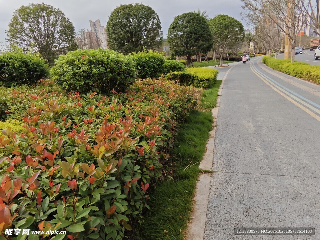 路边多彩绿植景观