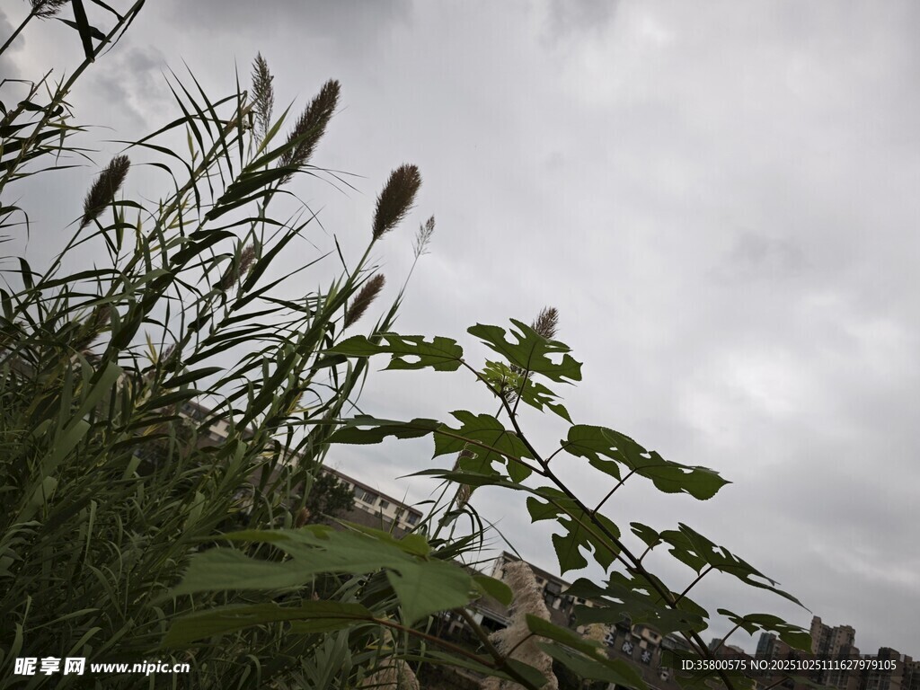 野外繁茂植物与阴沉天空