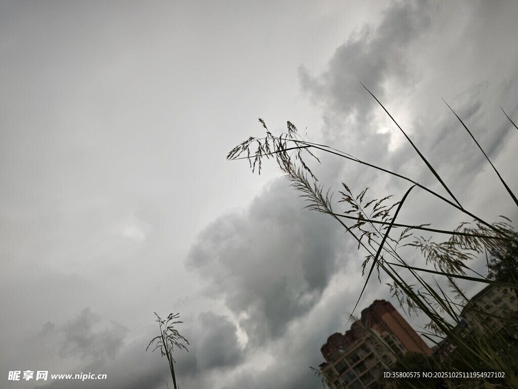 阴天下的植物与建筑轮廓