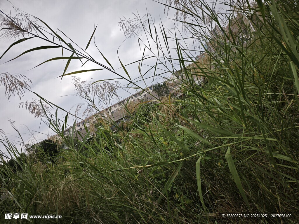 野外草地与天空景象