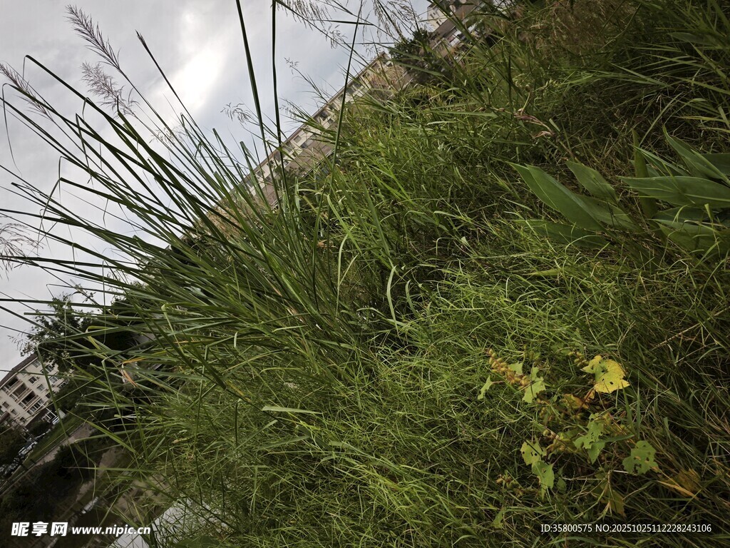 草丛中的生机景象