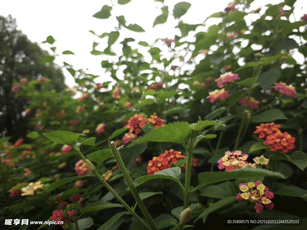 繁花绿叶间的美丽景致