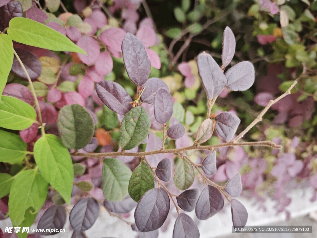 多彩叶片植物特写