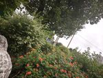花园中绿植与鲜艳花朵