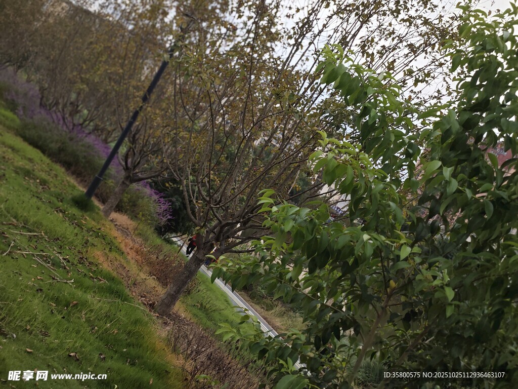 春日林间绿意盎然景象