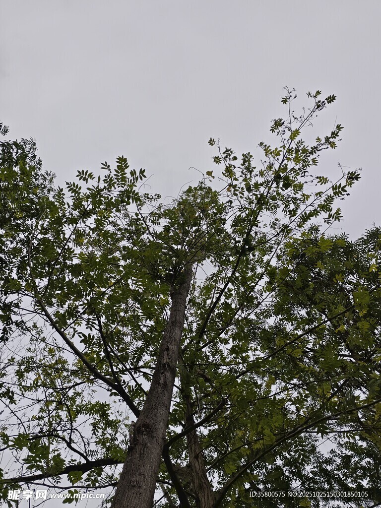 仰视视角下的葱郁树木