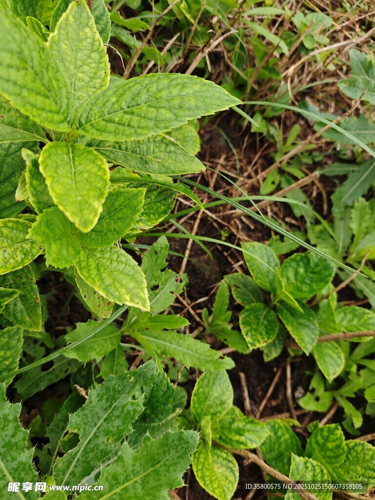 绿叶繁茂的清新植物