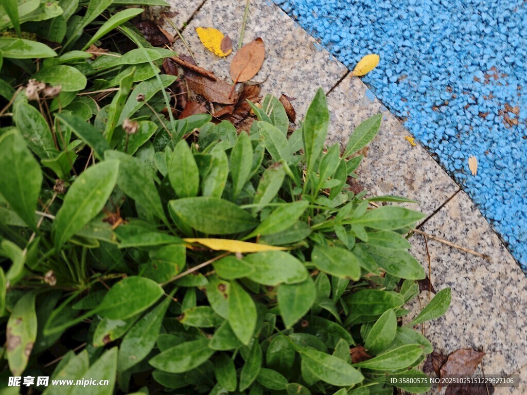 路边绽放的黄色小花