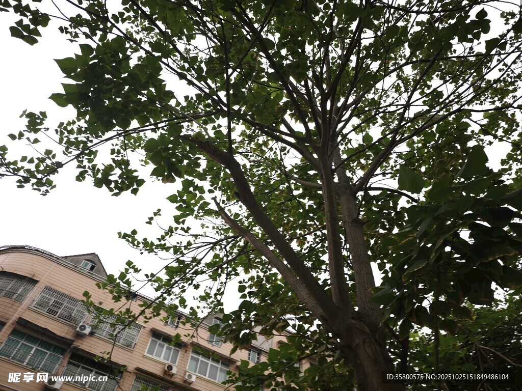 绿树掩映下的现代建筑