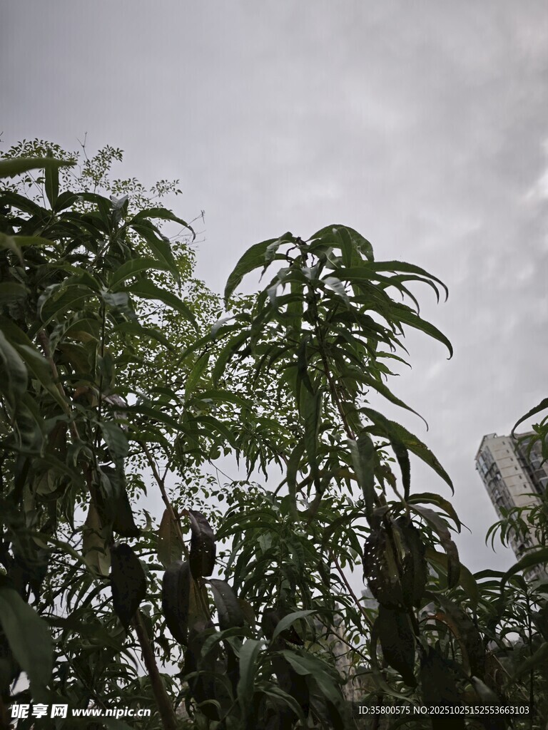 绿叶繁茂的植物景观