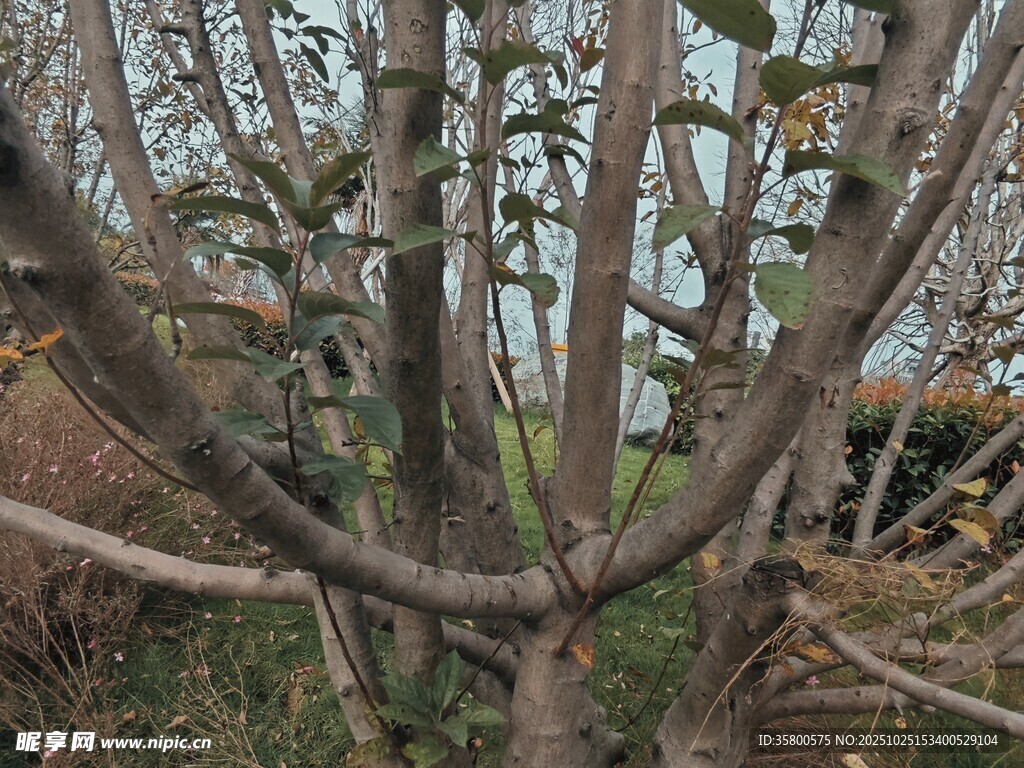 冬日光秃的树枝景象