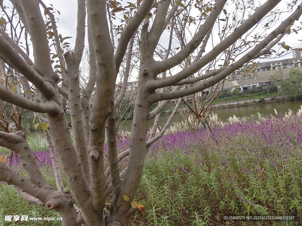 枯树旁的紫色花卉景观