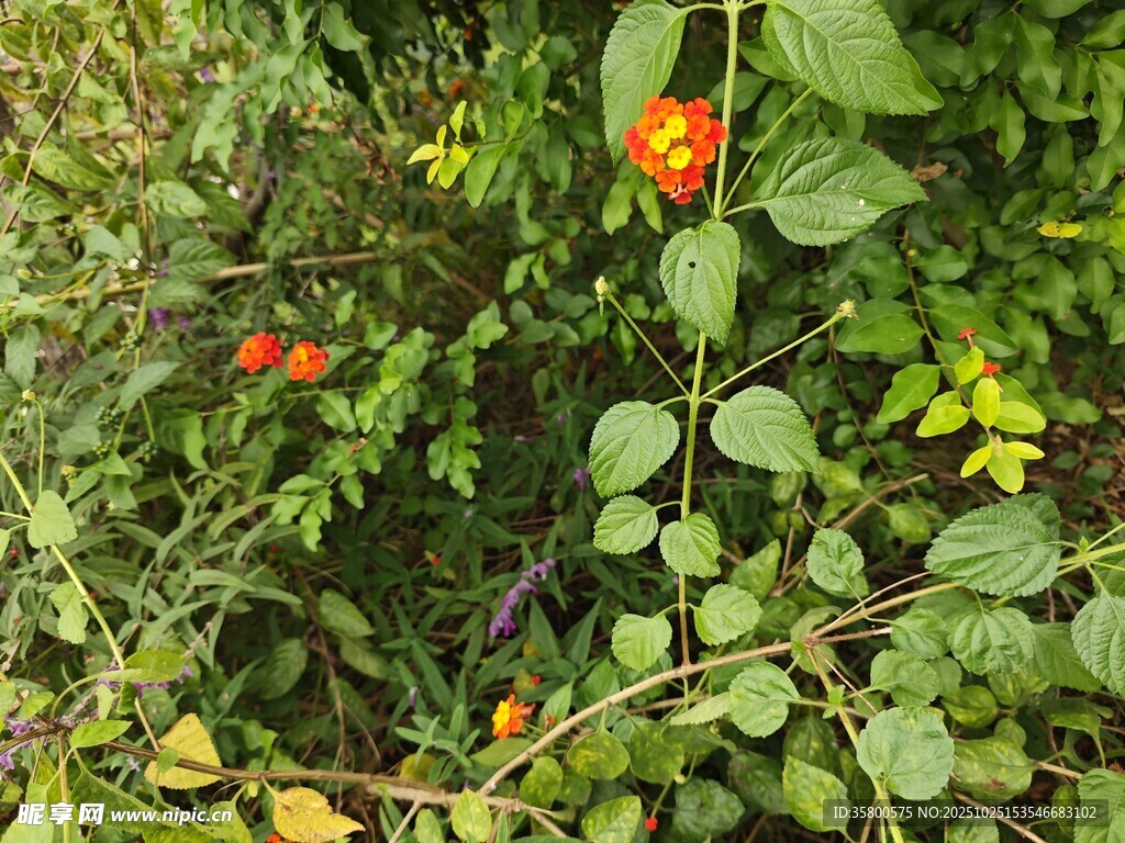 枝头硕果累累的鲜艳果实