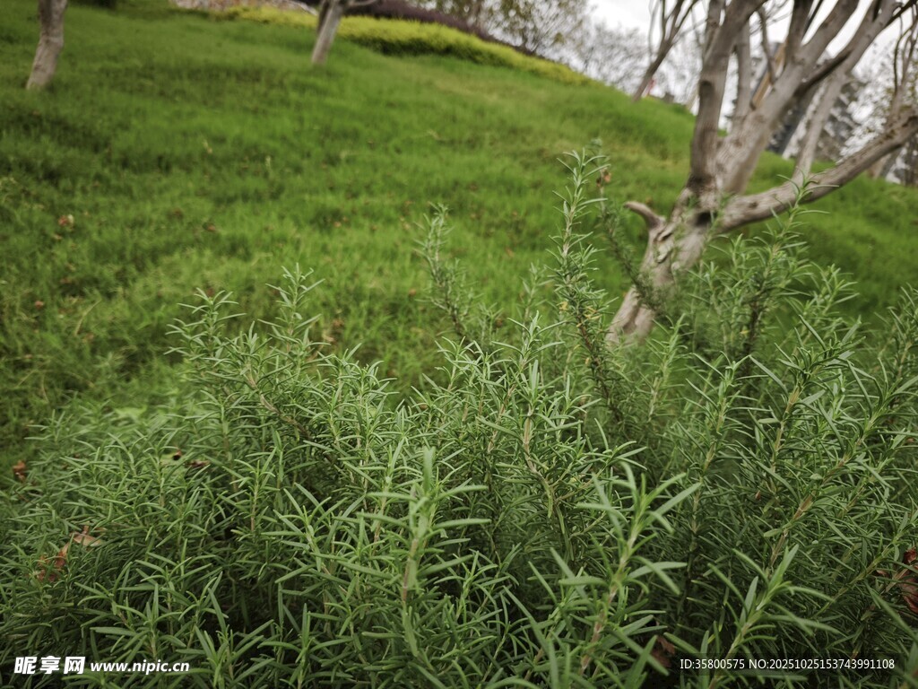翠绿草地中的细长植物