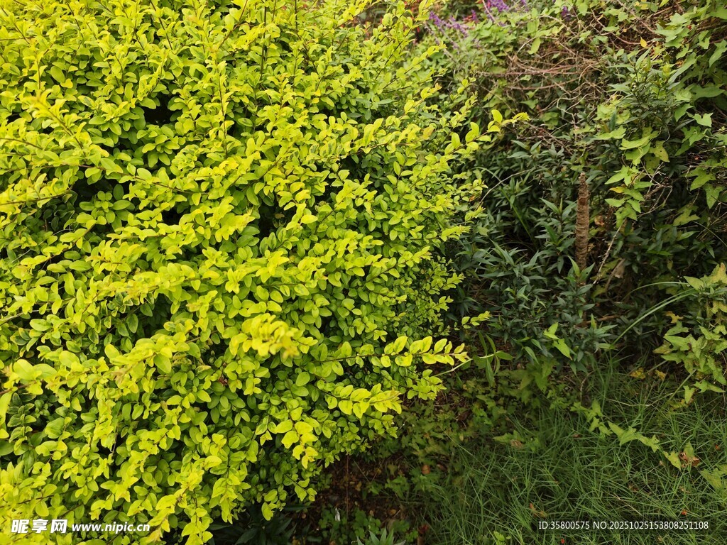 翠绿繁茂的灌木丛