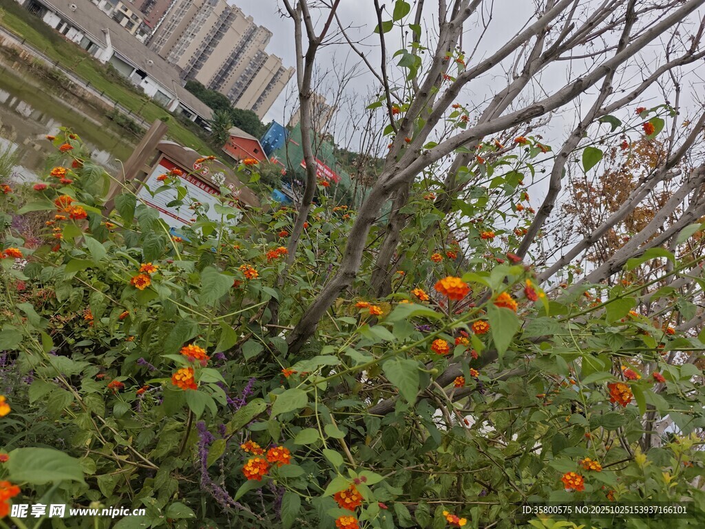 枝头绽放的艳丽橙色花朵