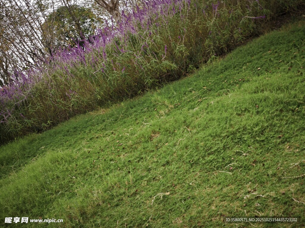 绿草坡上的紫色花丛