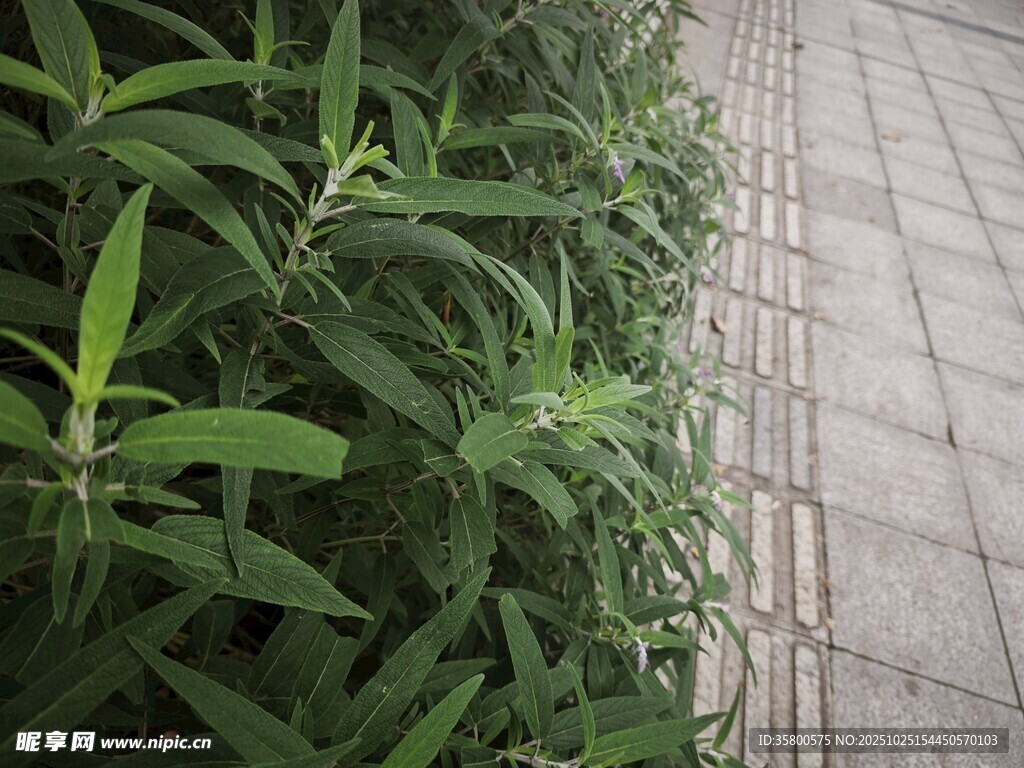 路边绿植与砖石步道
