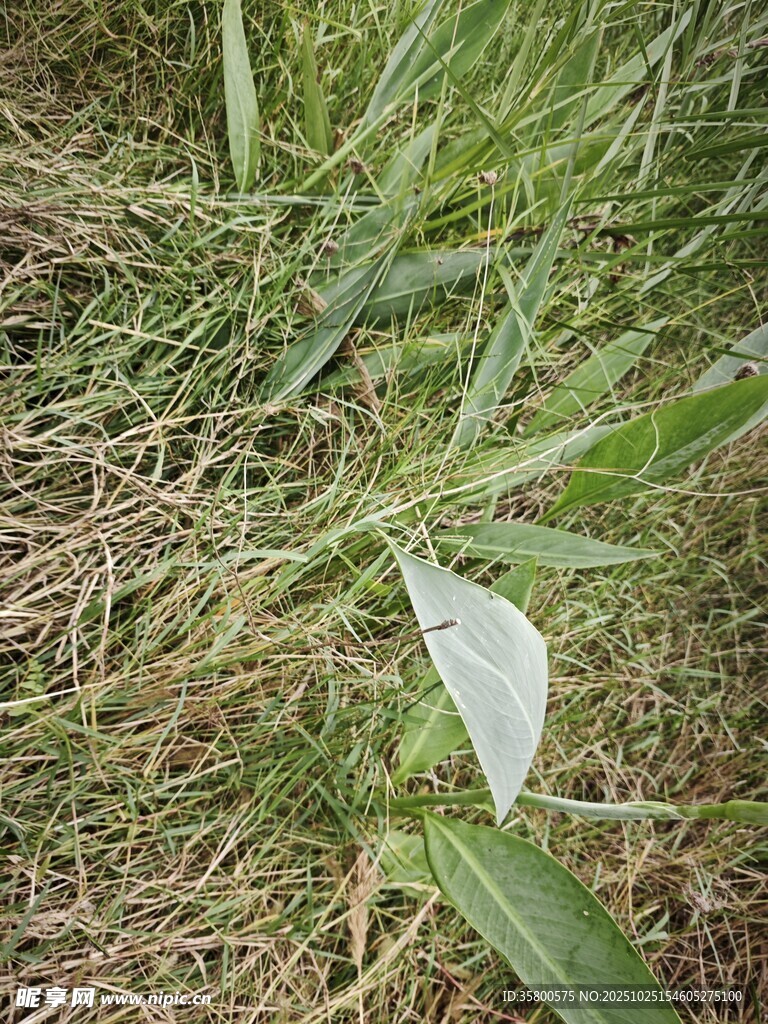 草丛中的嫩绿叶片