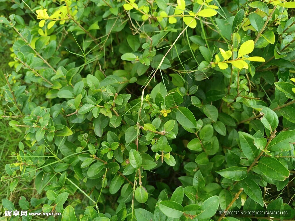 翠绿丛中的黄色小花