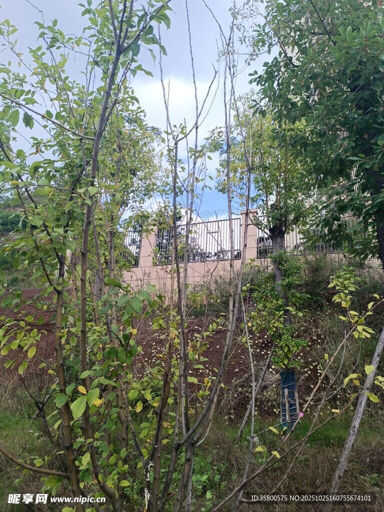 户外繁茂绿植景观